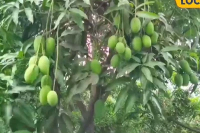 पिता की विरासत को अमित ने दी नई पहचान, 9 एकड़ के दशहरी आम के बाग से कर रहे हैं लाखों की कमाई