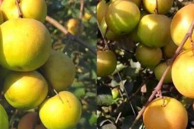 अंग्रेजी बेर की खेती से मालामाल होंगे किसान, कम निवेश में 20 साल तक होगी बंपर कमाई