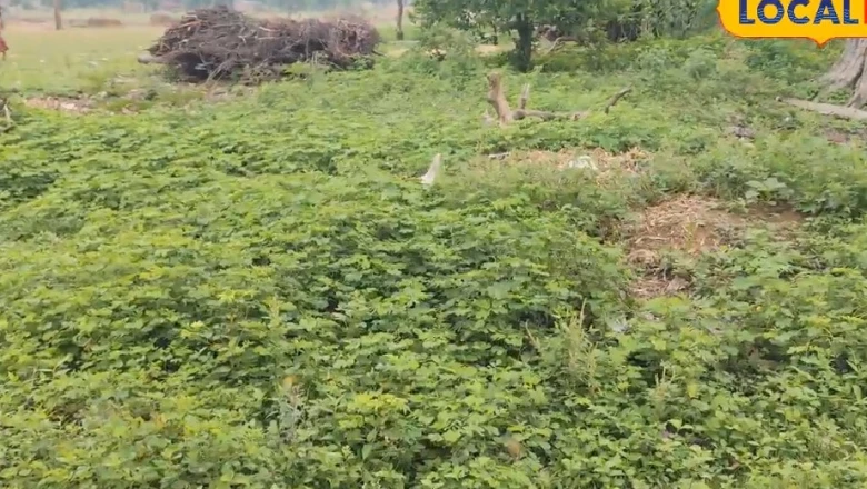 रांची के कुलदीप का कमाल: महज 2 डेसिमल जमीन पर उगा रहे 15 तरह की सब्जियां, दूध और पनीर के लिए भी नहीं है बाजार पर निर्भर