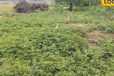 रांची के कुलदीप का कमाल: महज 2 डेसिमल जमीन पर उगा रहे 15 तरह की सब्जियां, दूध और पनीर के लिए भी नहीं है बाजार पर निर्भर
