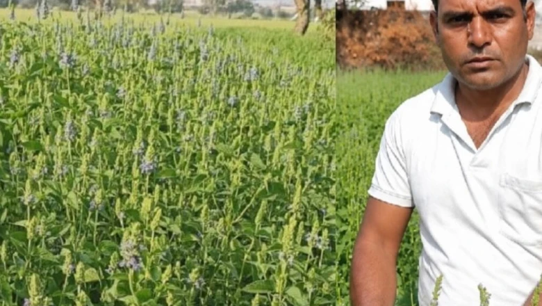कोरोना काल में नौकरी से हाथ धोना बना वरदान, चिया की खेती से किसान अब कमा रहे हैं लाखों