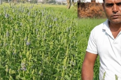 कोरोना काल में नौकरी से हाथ धोना बना वरदान, चिया की खेती से किसान अब कमा रहे हैं लाखों