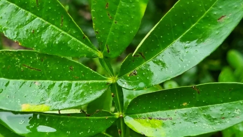 पहाड़ों का बेशकीमती खजाना है तिमूर, जानें स्वास्थ्य और मुनाफे से जुड़े इसके हैरान कर देने वाले फायदे