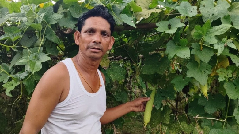 बोकारो: पारंपरिक खेती को छोड़कर अपनाई स्मार्ट तकनीक, 1 एकड़ में नेनुआ की खेती से कमा रहे लाखों का मुनाफा