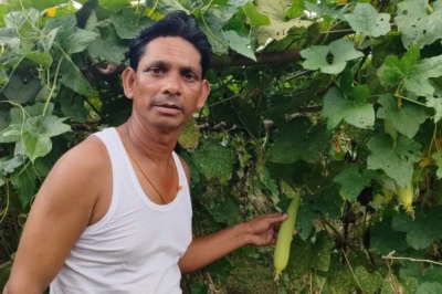 बोकारो: पारंपरिक खेती को छोड़कर अपनाई स्मार्ट तकनीक, 1 एकड़ में नेनुआ की खेती से कमा रहे लाखों का मुनाफा