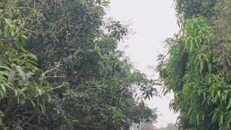 आम या अमरूद, कौन सी बागवानी से होगी मोटी कमाई? किसान की जुबानी समझें पूरा गणित