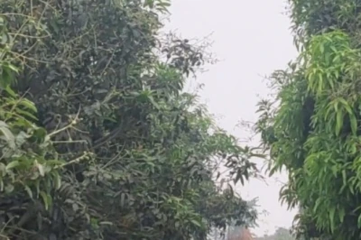 आम या अमरूद, कौन सी बागवानी से होगी मोटी कमाई? किसान की जुबानी समझें पूरा गणित