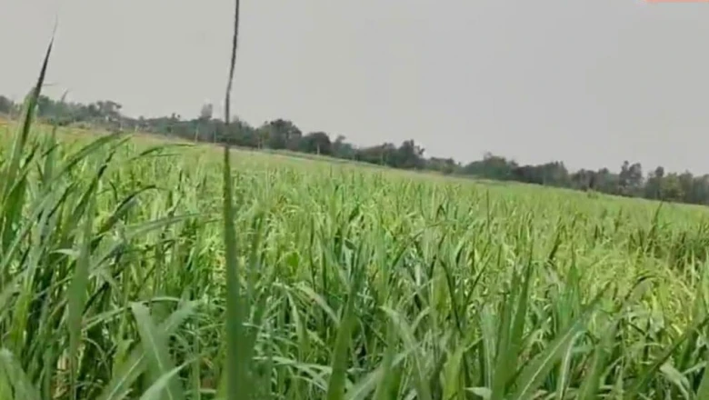 BSc Agriculture की डिग्री धरी रह गई, नौकरी छोड़ शुरू की जैविक गन्ने की खेती और कमा रहे हैं मोटा मुनाफा