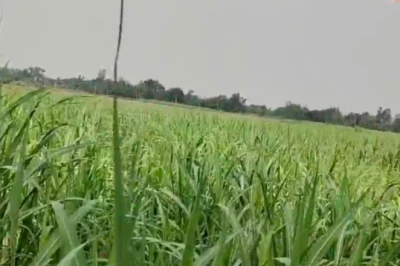 BSc Agriculture की डिग्री धरी रह गई, नौकरी छोड़ शुरू की जैविक गन्ने की खेती और कमा रहे हैं मोटा मुनाफा