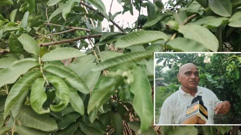 अमरूद की खेती में अपनाएं यह खास तकनीक, बढ़ेगा साइज और स्वाद, बाजार में मिलेगी शानदार कीमत