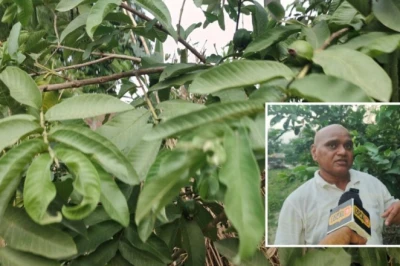अमरूद की खेती में अपनाएं यह खास तकनीक, बढ़ेगा साइज और स्वाद, बाजार में मिलेगी शानदार कीमत