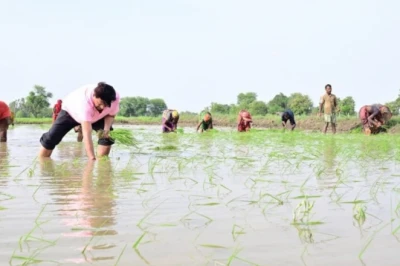 धान की बुवाई के 10 दिन बाद 1 एकड़ खेत में डालें 100 ग्राम यह दवा, खरपतवार का नामो-निशान मिट जाएगा