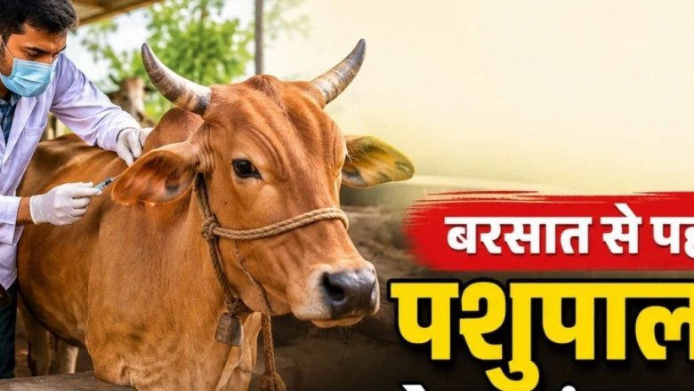 बरसात के मौसम में पशुओं की सुरक्षा के लिए जरूरी हैं ये 3 टीके, दूध उत्पादन पर नहीं पड़ेगा बुरा असर