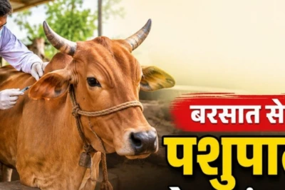 बरसात के मौसम में पशुओं की सुरक्षा के लिए जरूरी हैं ये 3 टीके, दूध उत्पादन पर नहीं पड़ेगा बुरा असर
