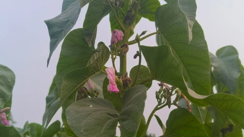 बेशर्म का पौधा: सूजन और बिच्छू के डंक से लेकर दांतों की मजबूती तक, इसके बेमिसाल औषधीय फायदे