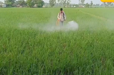 धान की पौध का पीलापन फसल को कर सकता है बर्बाद, जानिए 72 घंटे में इसे फिर से हरा-भरा करने का वैज्ञानिक तरीका