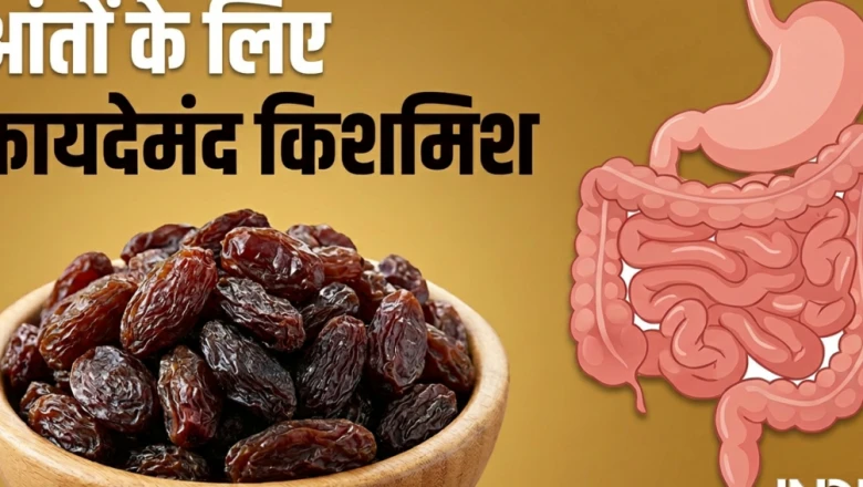 पाचन और आंतों की सेहत के लिए रामबाण है किशमिश, डॉक्टर ने रोजाना खाने की दी सलाह