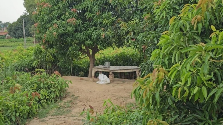 आम की बंपर पैदावार पाने के लिए अपनाएं ये 5 खास तरीके, मालामाल हो जाएंगे किसान