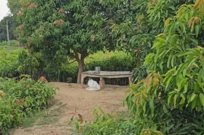 आम की बंपर पैदावार पाने के लिए अपनाएं ये 5 खास तरीके, मालामाल हो जाएंगे किसान