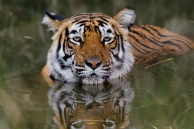 अलवर के सरिस्का में दिखेगा बाघों का रोमांच: जंगल की रहस्यमयी दुनिया पर बनेगी खास डॉक्यूमेंट्री