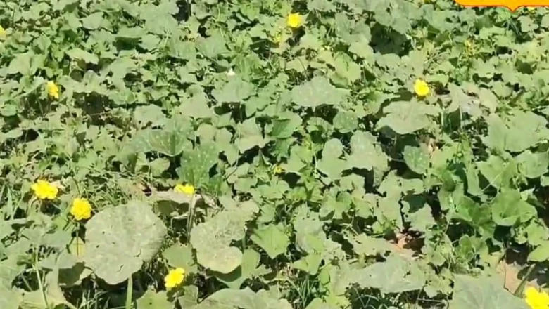 मानसून में सब्जियों की खेती का तरीका: पॉलीबैग में लगाएं पौधे और ऐसे बचाएं अपनी फसल