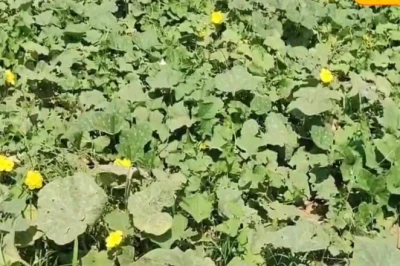 मानसून में सब्जियों की खेती का तरीका: पॉलीबैग में लगाएं पौधे और ऐसे बचाएं अपनी फसल