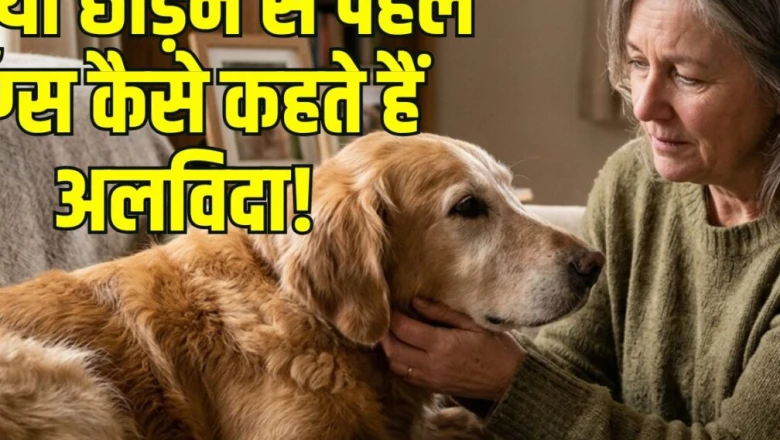कुत्ते दुनिया से विदा लेने से पहले देते हैं ये 7 संकेत, हर मालिक को होनी चाहिए इनकी जानकारी
