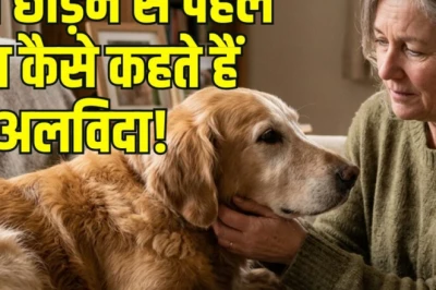 कुत्ते दुनिया से विदा लेने से पहले देते हैं ये 7 संकेत, हर मालिक को होनी चाहिए इनकी जानकारी