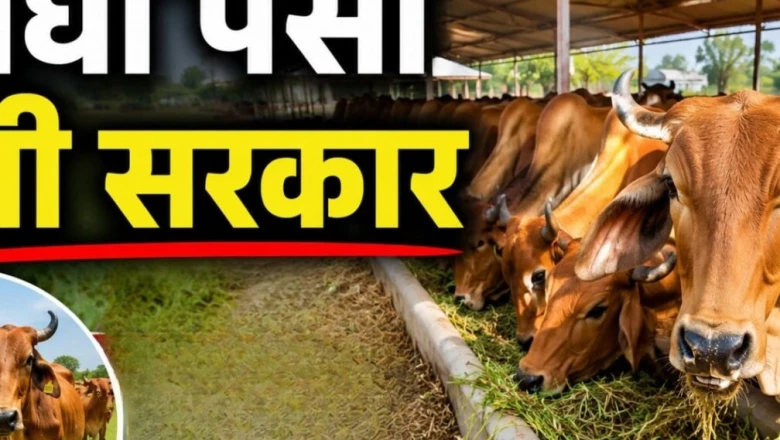 डेयरी व्यवसाय शुरू करने का शानदार मौका, सरकार दे रही है ₹11.80 लाख तक की भारी सब्सिडी