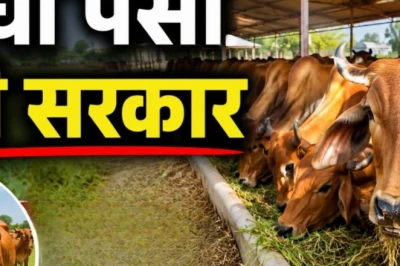 डेयरी व्यवसाय शुरू करने का शानदार मौका, सरकार दे रही है ₹11.80 लाख तक की भारी सब्सिडी