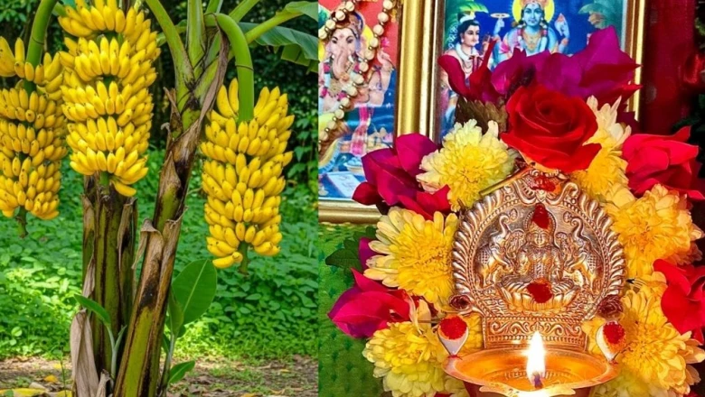 गुरुवार को केले के पेड़ की पूजा क्यों है इतनी खास? किन लोगों के लिए यह उपाय है रामबाण