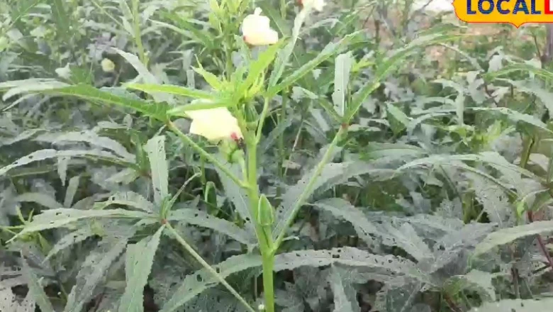 मानसून में भिंडी की खेती से बंपर कमाई, कम लागत में लाखों का मुनाफा कमा रहे किसान
