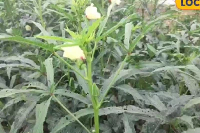 मानसून में भिंडी की खेती से बंपर कमाई, कम लागत में लाखों का मुनाफा कमा रहे किसान
