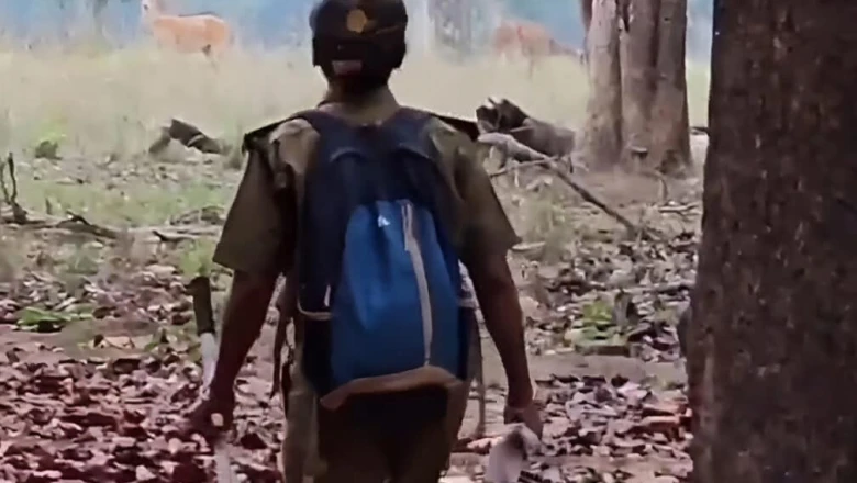 कान्हा टाइगर रिजर्व में मानसून की दस्तक: 1 जुलाई से पर्यटकों के लिए दरवाजे बंद, सुरक्षा के लिए तैयार 1000 सुरक्षाकर्मी