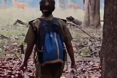 कान्हा टाइगर रिजर्व में मानसून की दस्तक: 1 जुलाई से पर्यटकों के लिए दरवाजे बंद, सुरक्षा के लिए तैयार 1000 सुरक्षाकर्मी