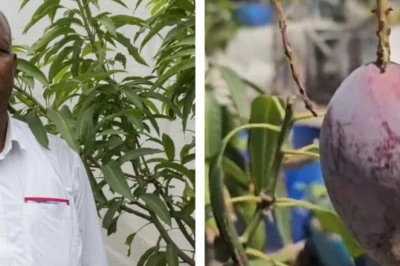 हजारीबाग में मियाज़ाकी आम की चोरी: बगीचे से गायब हुए 5 आम, अंतरराष्ट्रीय बाजार में कीमत 4 लाख रुपये