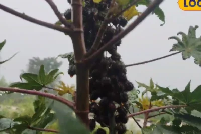 रांची में मिला अनोखा डीजल देने वाला पेड़, ग्रामीणों के लिए किसी खजाने से कम नहीं