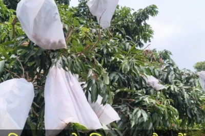 जापानी तकनीक से लदेगा बागों में फलों का अंबार: धूप, बारिश और कीड़ों से अब मिलेगी सुरक्षा