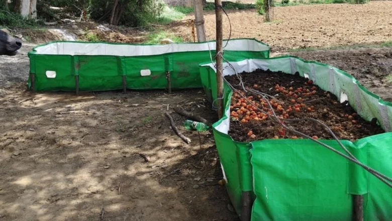 वर्मी कंपोस्ट बनाने वाले किसान रहें अलर्ट, बारिश के मौसम में इन गलतियों से मर सकते हैं आपके केंचुए