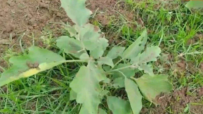 बैंगन की खेती का कमाल: सिर्फ 70 दिन में तैयार होती है फसल, लाखों में कमा रहे हैं गोंडा के किसान
