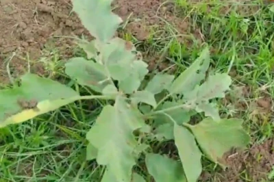 बैंगन की खेती का कमाल: सिर्फ 70 दिन में तैयार होती है फसल, लाखों में कमा रहे हैं गोंडा के किसान