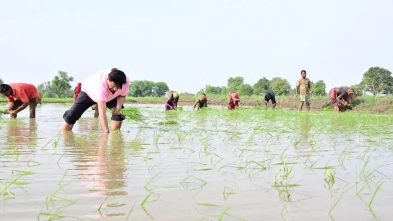 धान की फसल में खरपतवार से हैं परेशान, तो अपनाएं यह वैज्ञानिक तरीका