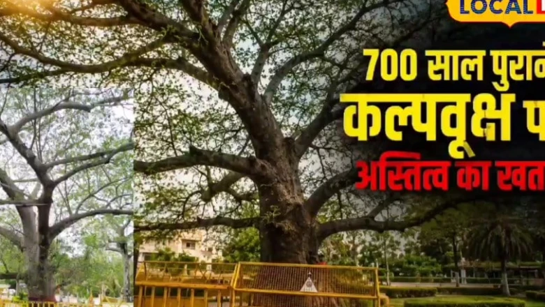 सागर: 700 साल पुराने कल्पवृक्ष पर संकट, आंधी-पानी से झुका दुर्लभ पेड़, जानिए क्यों है यह खास