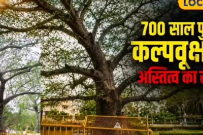 सागर: 700 साल पुराने कल्पवृक्ष पर संकट, आंधी-पानी से झुका दुर्लभ पेड़, जानिए क्यों है यह खास