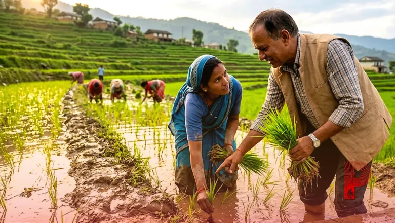 धान की रोपाई करते समय न करें ये गलतियां, कृषि विशेषज्ञ से जानिए बंपर पैदावार पाने के बेहतरीन उपाय