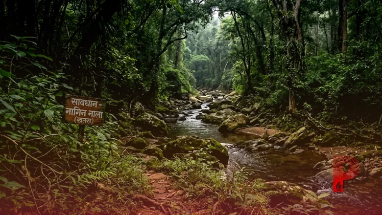रांची का 'नागिन नाला': घने जंगलों के बीच बसी एक बेहद खूबसूरत और रहस्यों से भरी जगह, जहां जाने से कतराते हैं लोग