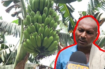 Farming Tips: सिर्फ 75 हजार रुपये लगाकर कमाएं 2 लाख, बहराइच के किसान सियाराम ने देसी केले की खेती से बदली अपनी किस्मत