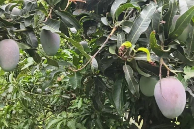 देहरादून में कुदरत और विज्ञान का अनोखा मेल, 60 साल पुराने आम के पेड़ पर उग रहीं 42 अलग-अलग किस्में