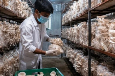 बारिश के मौसम में घर बैठे शुरू करें मशरूम की खेती, मात्र 20 हजार की लागत में होगी 1 लाख से ज्यादा की तगड़ी कमाई