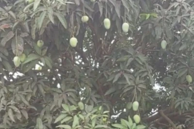 मैंगो मैन की विशेष सलाह: बारिश के पहले अपनाएं ये तरीके, आम की बागवानी में मिलेगी बंपर पैदावार